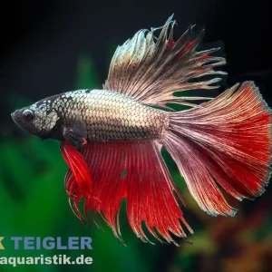 Rabatt Halfmoon Kampffisch Black Devil, Männchen, Betta splendens